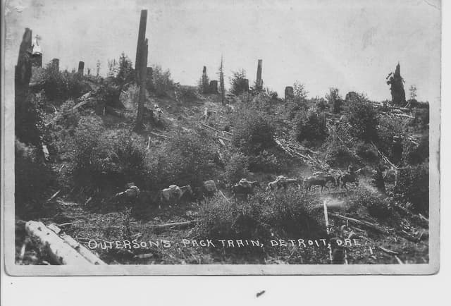 image for Outerson Pack Train in Forest